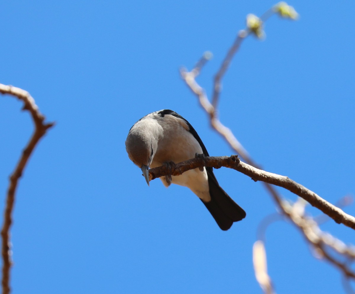 White-headed Vanga - ML175821941