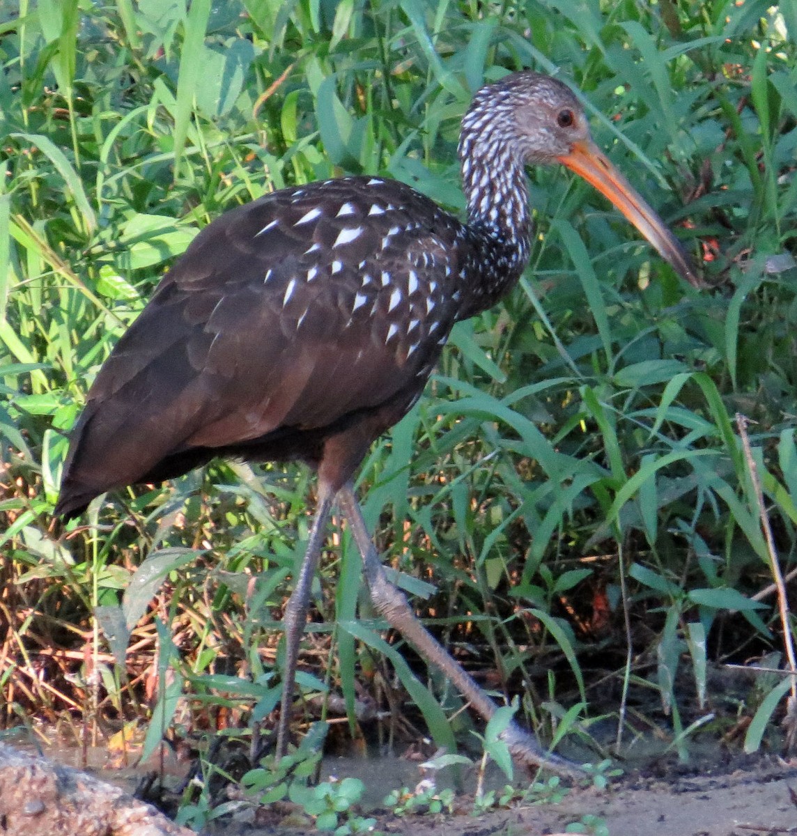 Limpkin - ML175822461