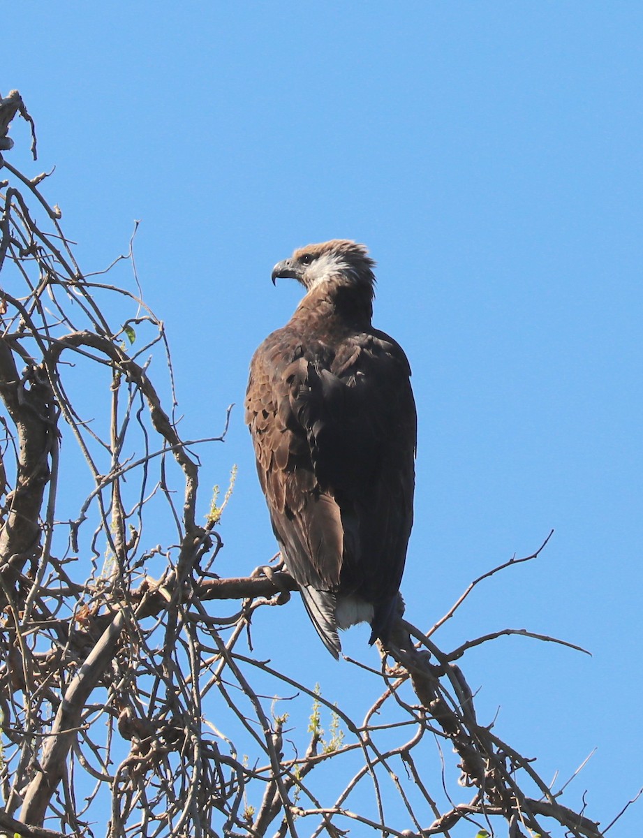 Pygargue de Madagascar - ML175823241