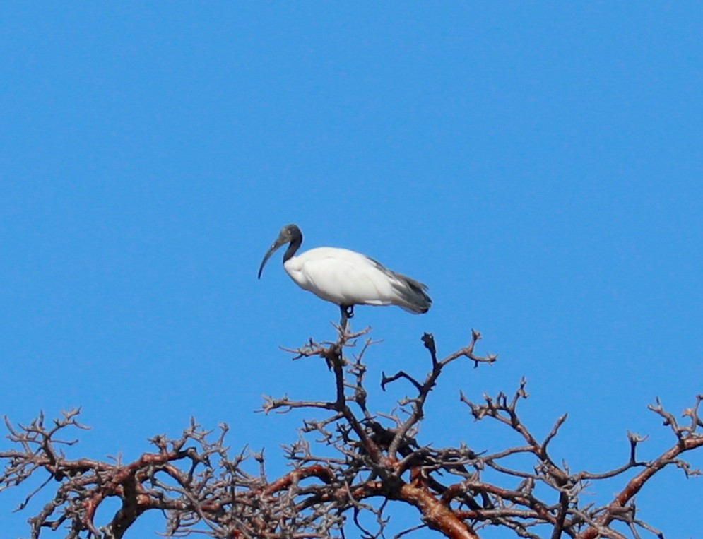 Malagasy Sacred Ibis - ML175823301