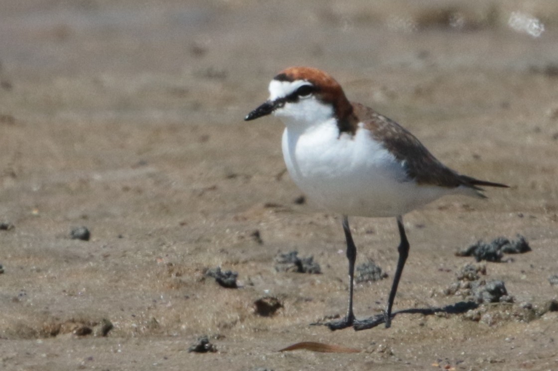 Red-capped Plover - Bradley Hacker 🦜