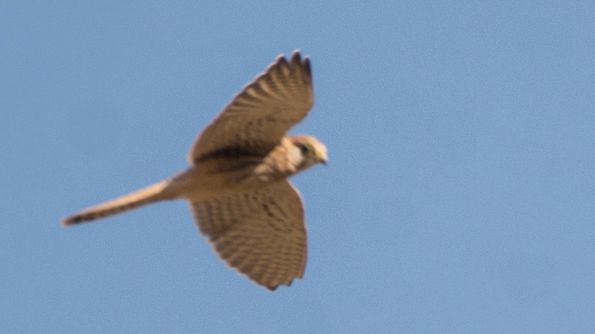 Eurasian Kestrel - ML175824081