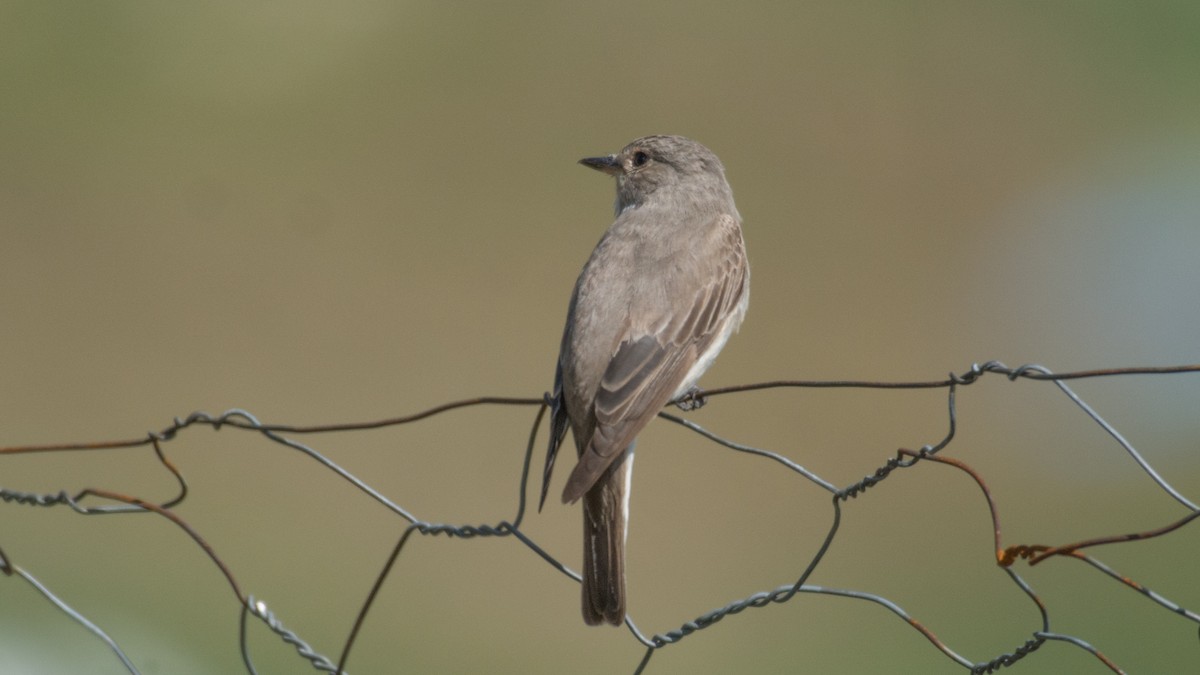 Spotted Flycatcher - ML175824381