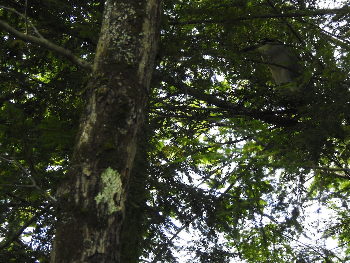 Black-crowned Night Heron - ML175824401