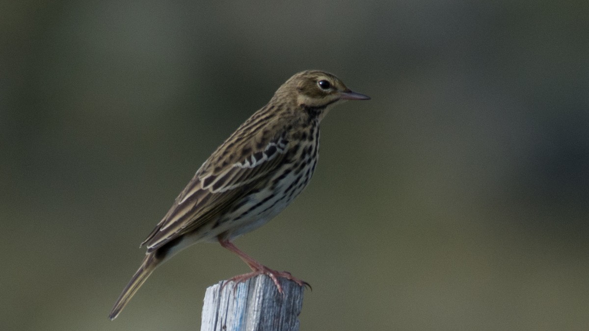 Tree Pipit - ML175824521