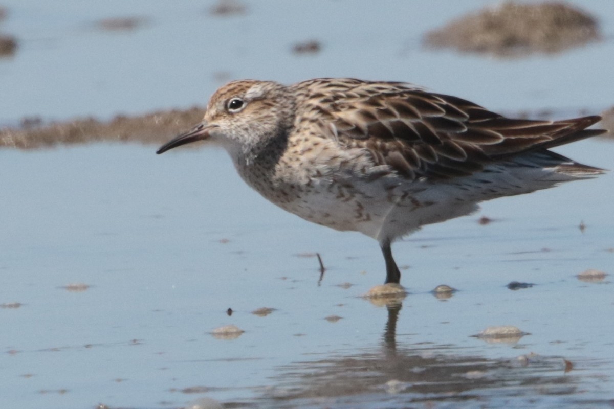 Sharp-tailed Sandpiper - Bradley Hacker 🦜