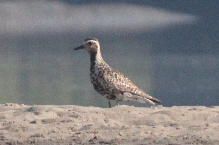 Pacific Golden-Plover - ML175825101