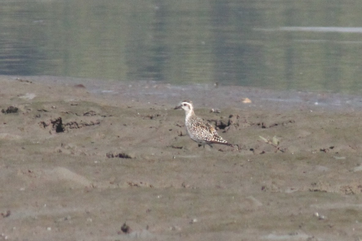 Pacific Golden-Plover - parrish evans