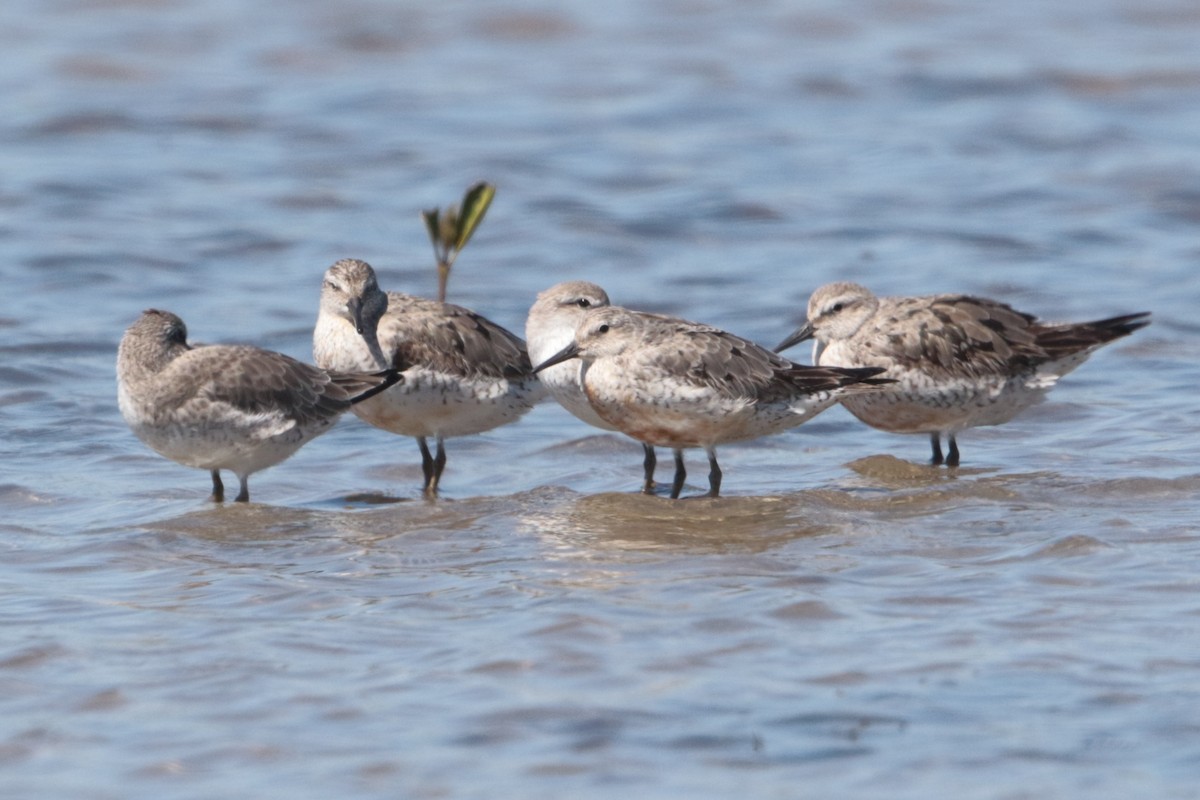 Red Knot - ML175825201