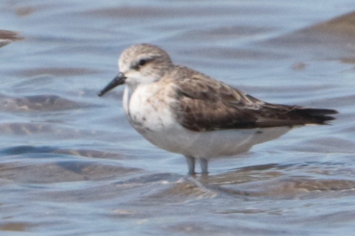 Red-necked Stint - Bradley Hacker 🦜