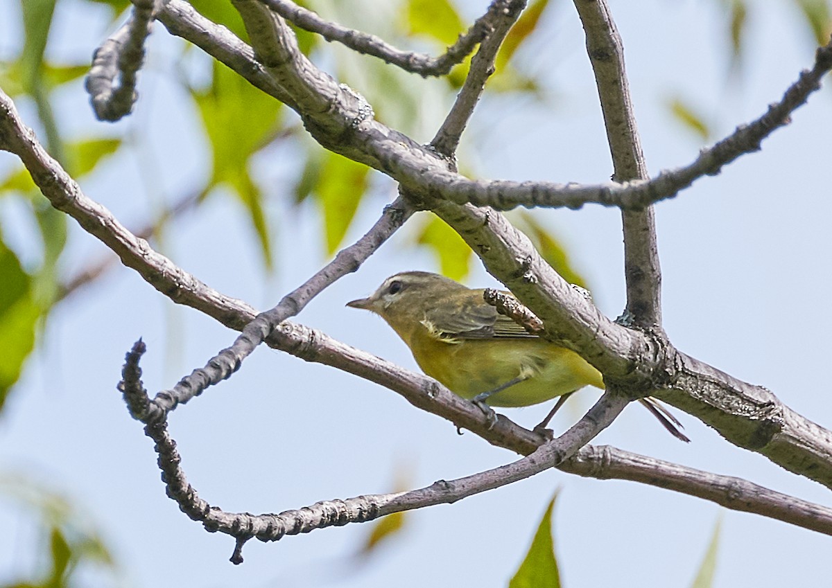 Vireo de Filadelfia - ML175826181