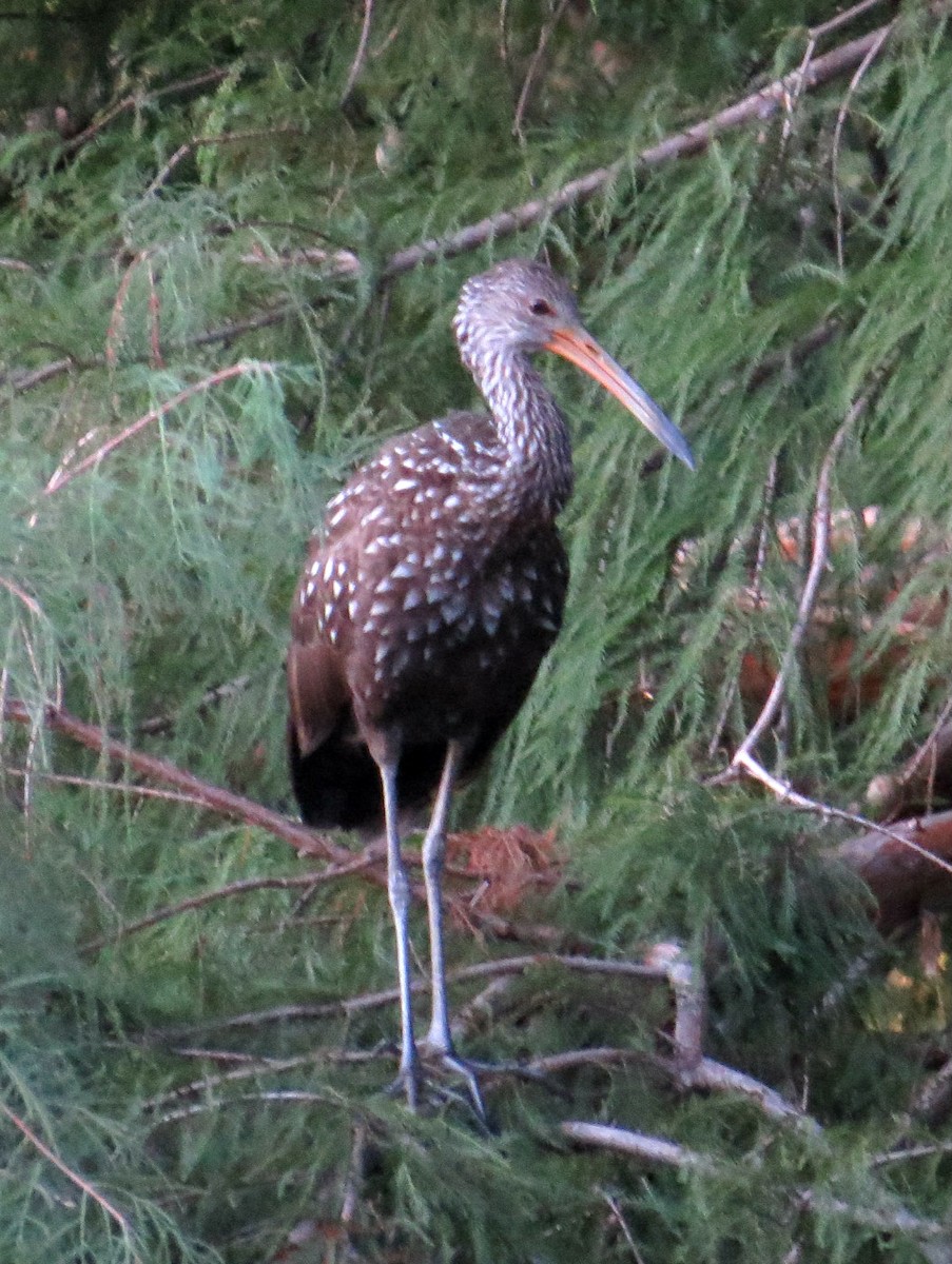 Limpkin - Craig Taylor