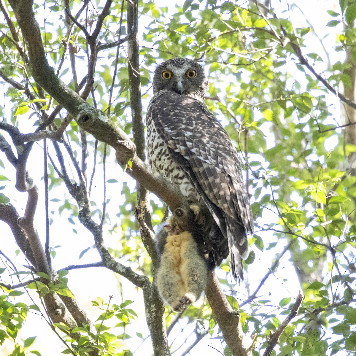 Powerful Owl - ML175826791