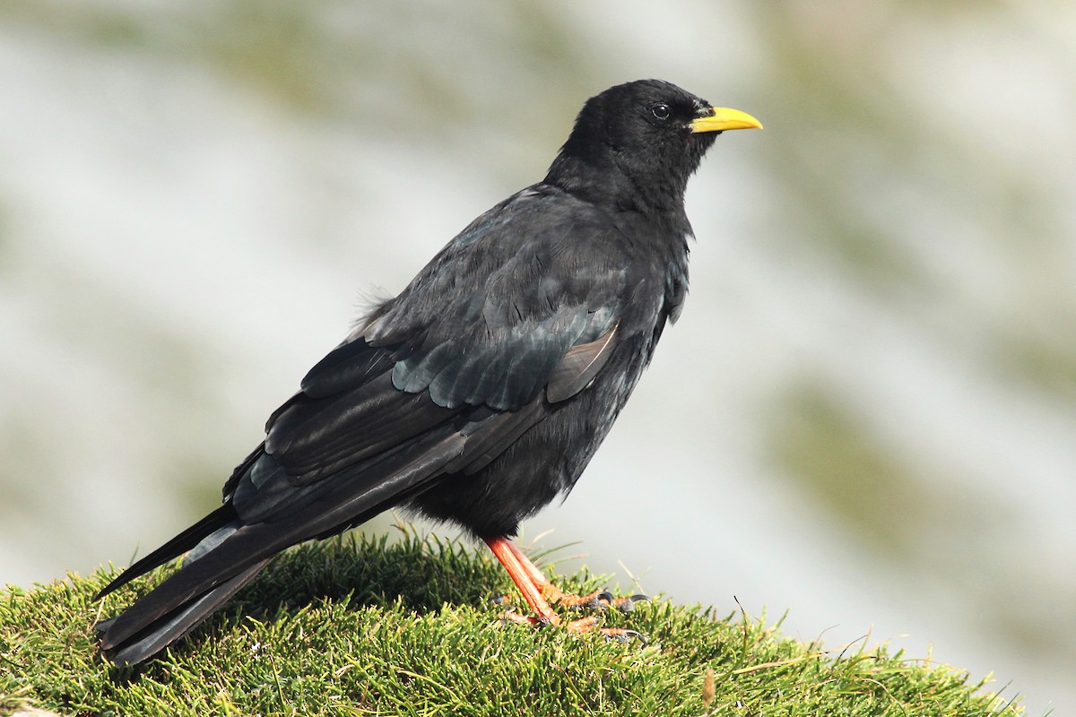 Yellow-billed Chough - ML175827121