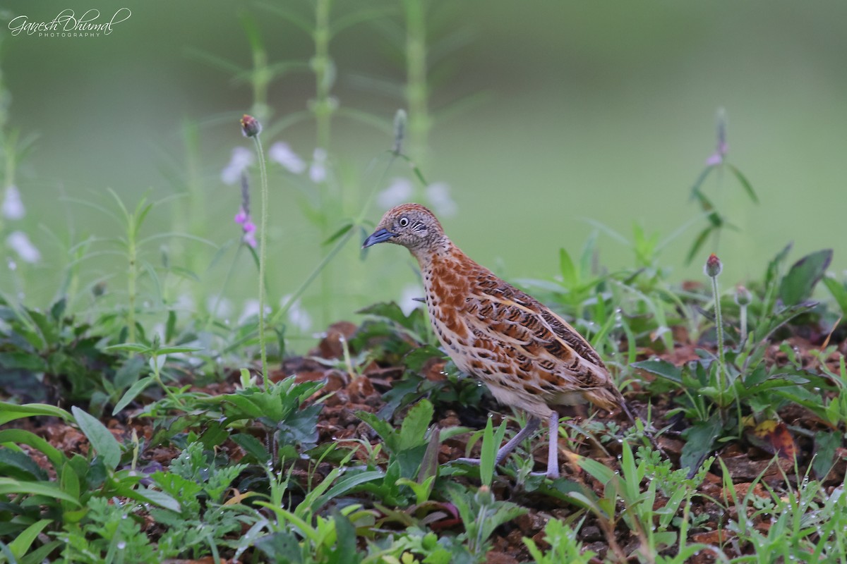 Small Buttonquail - ML175827251