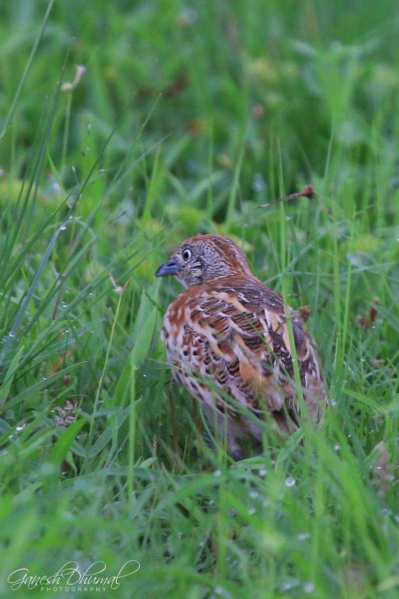 Small Buttonquail - ML175827271