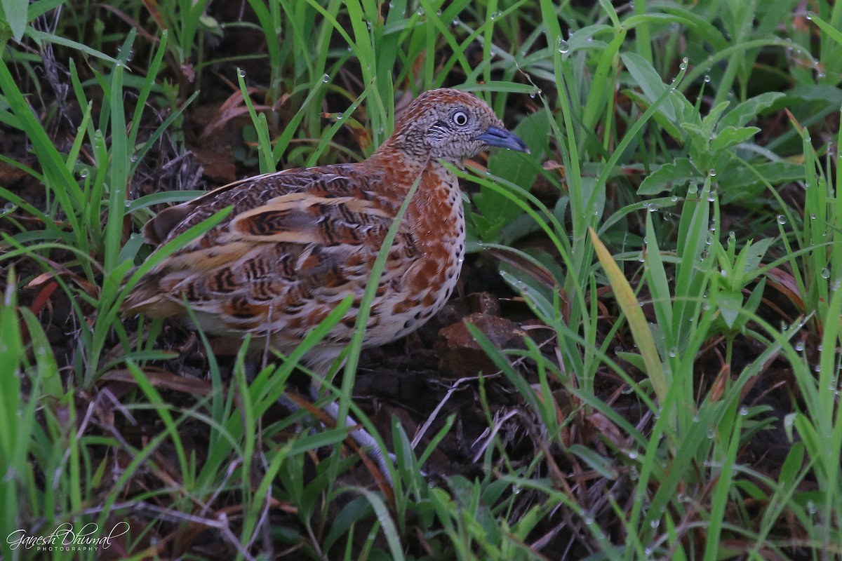 Small Buttonquail - ML175827301