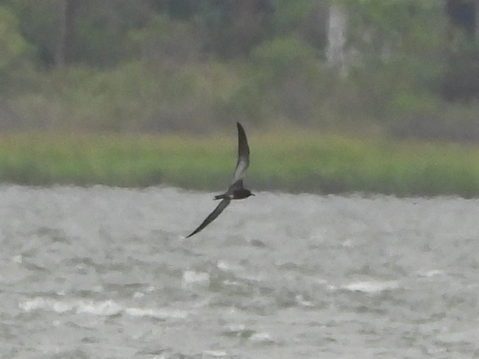 Sooty Tern - David W Foster