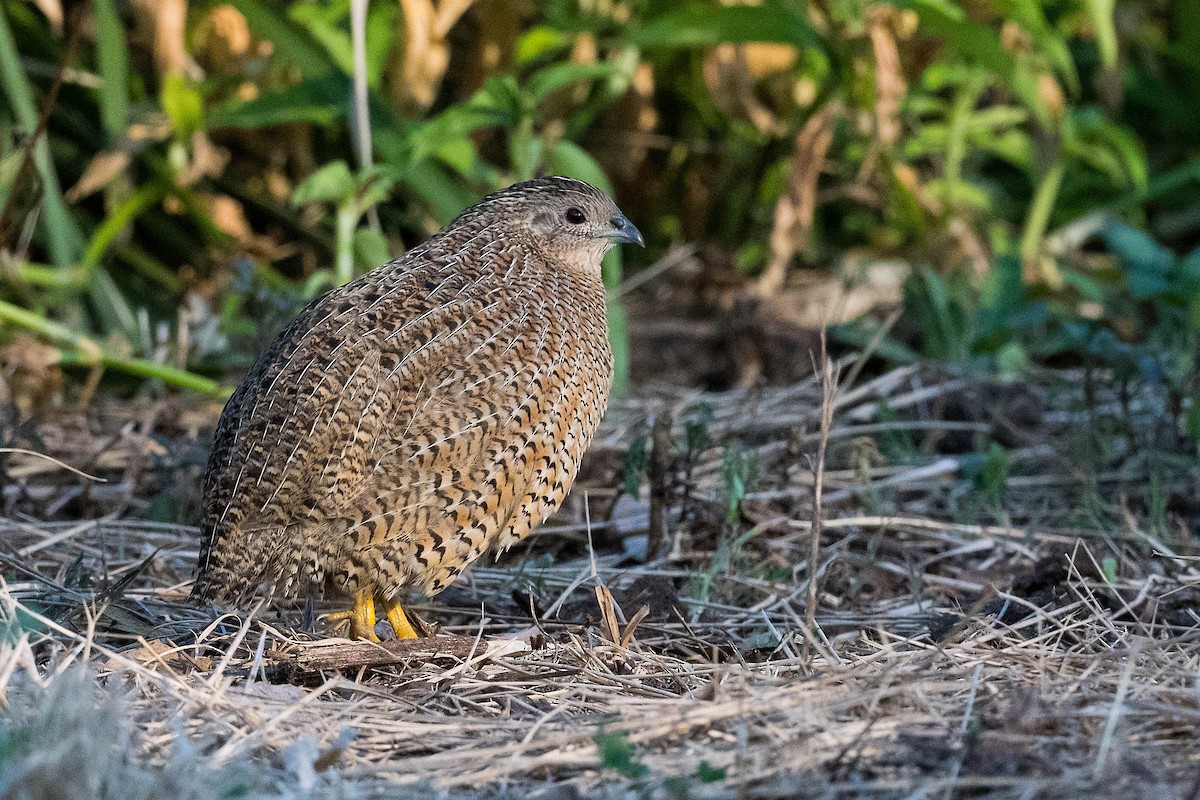 Brown Quail - Terence Alexander