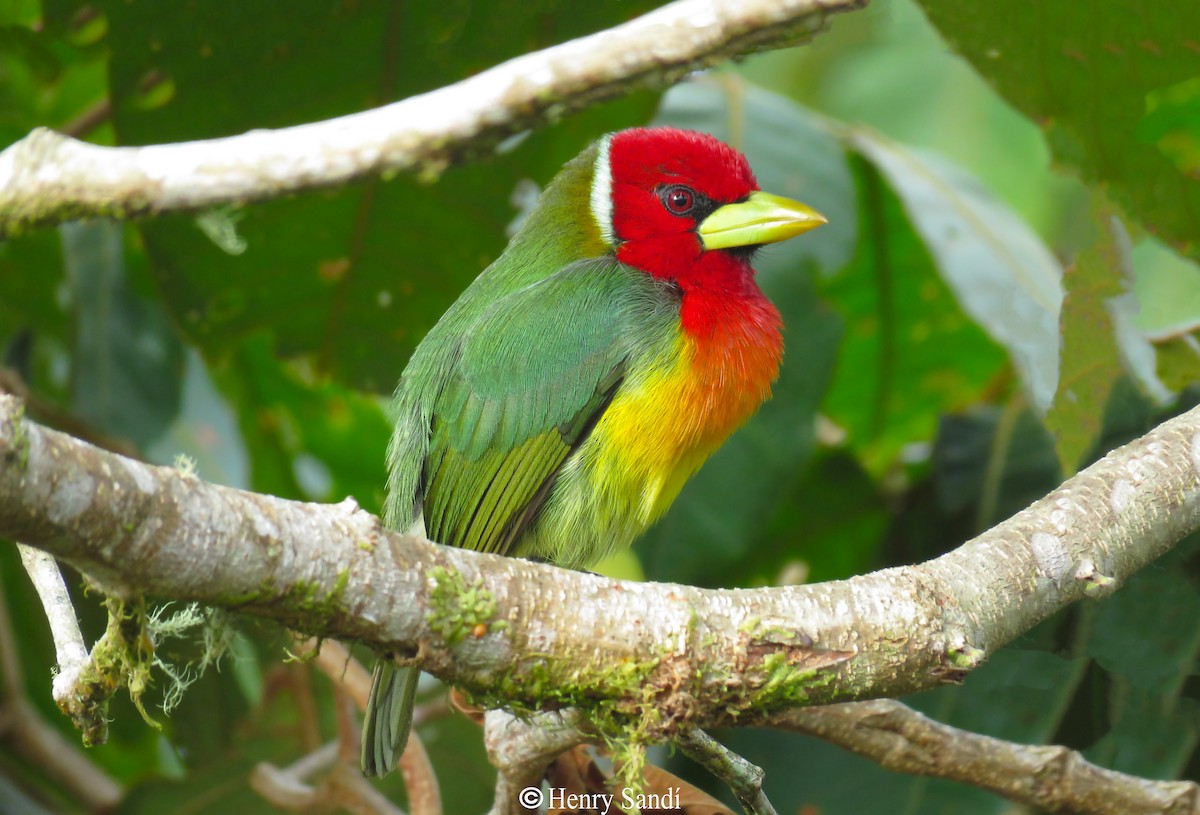 Red-headed Barbet - ML175830621