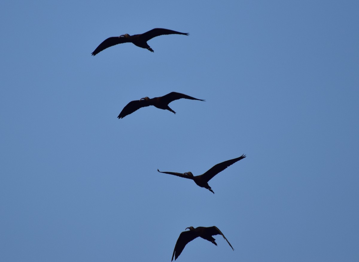 ibis hnědý - ML175830691