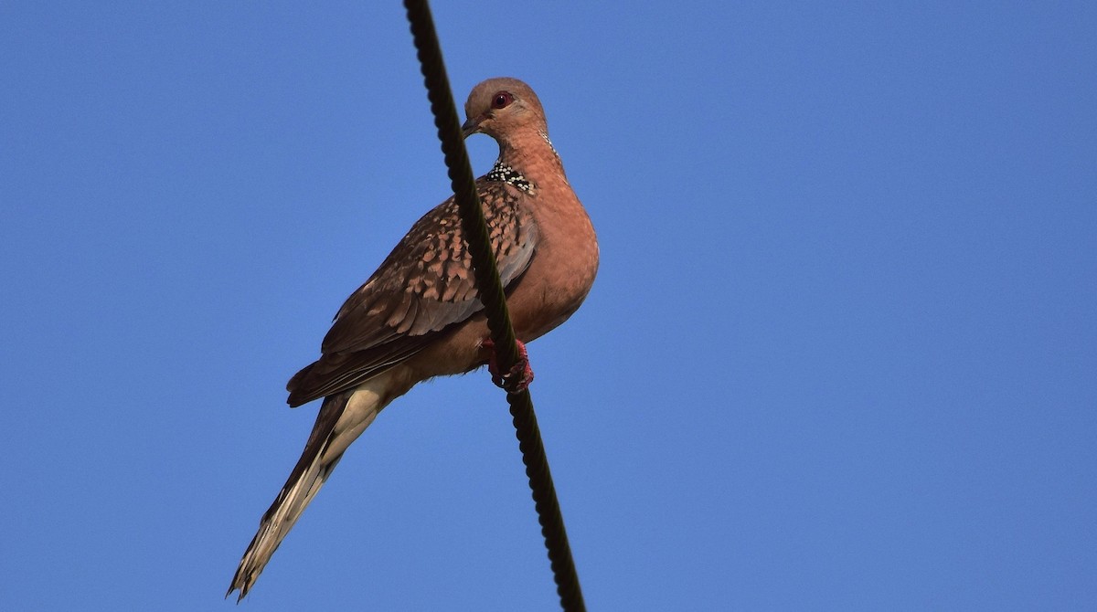 Spotted Dove - mathew thekkethala