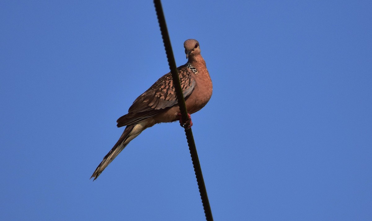 Spotted Dove - mathew thekkethala