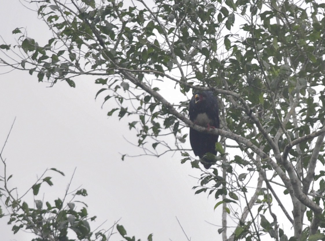 Red-throated Caracara - ML175832511