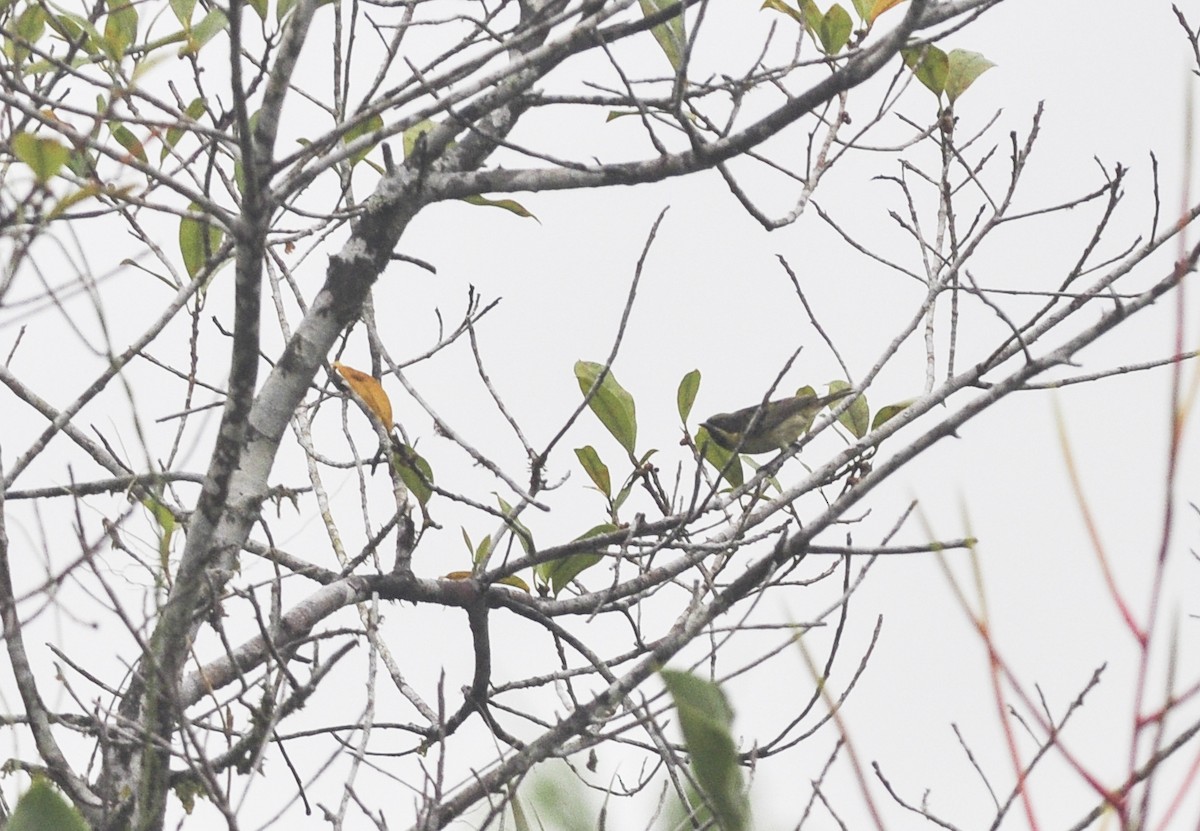 Yellow-bellied Dacnis - ML175832831