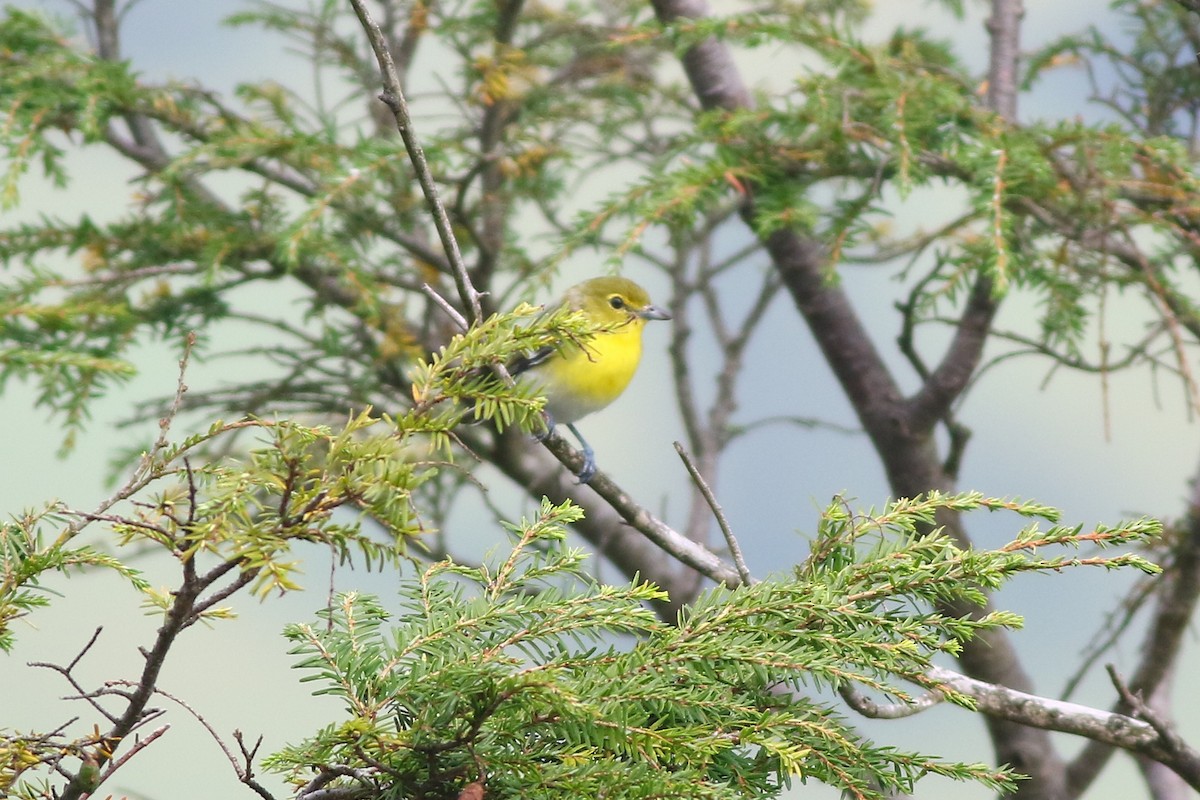 Yellow-throated Vireo - Tsai Yi-Hua