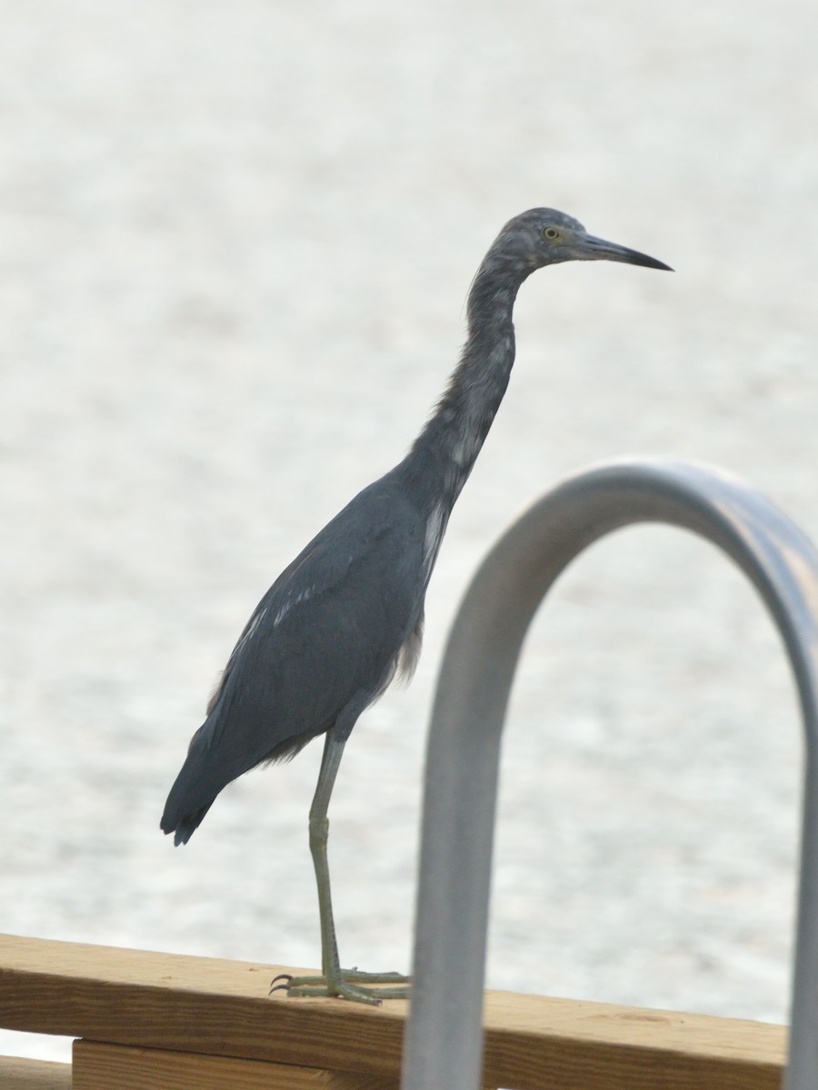 Little Blue Heron - ML175837361