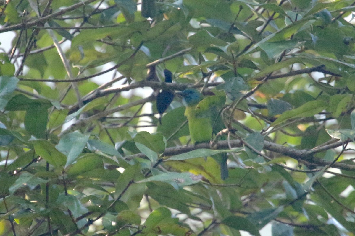 Blue-masked Leafbird - ML175837371