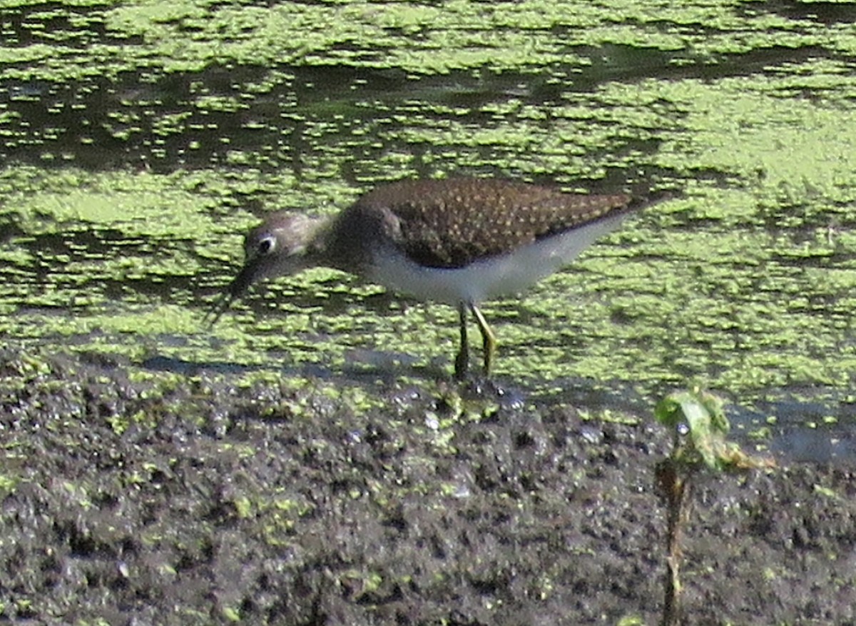 Solitary Sandpiper - ML175837401