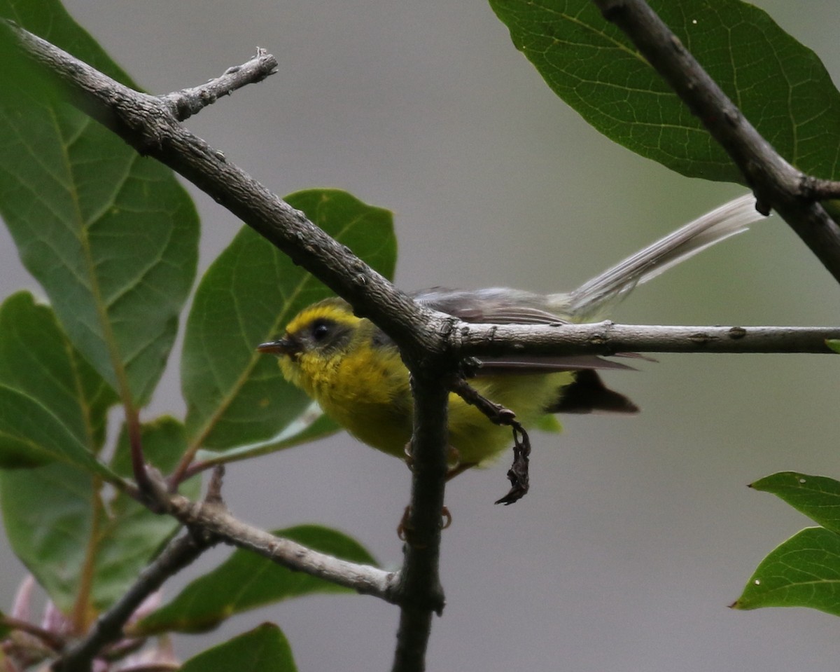 Yellow-bellied Fairy-Fantail - ML175837531
