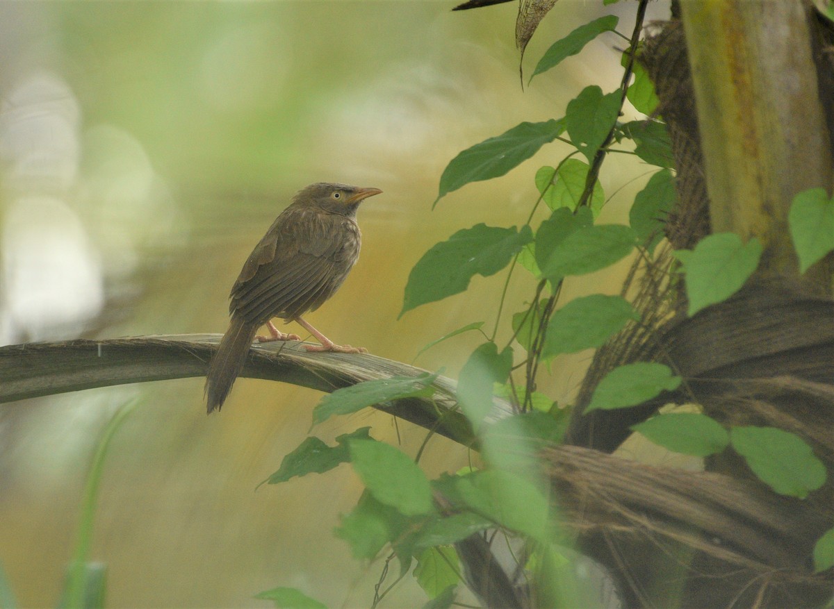 Jungle Babbler - ML175840031