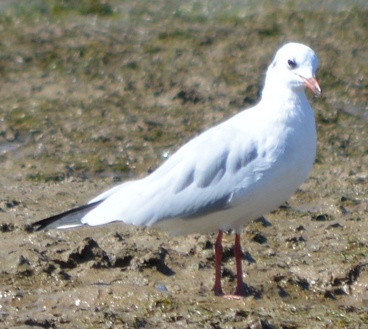 Gaviota Cabecinegra - ML175840901