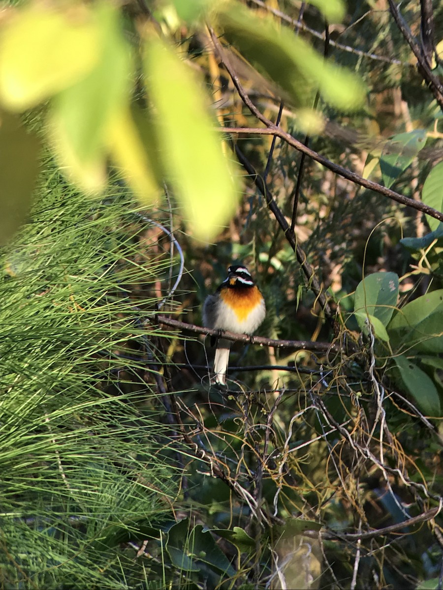 Western Spindalis - ML175841211