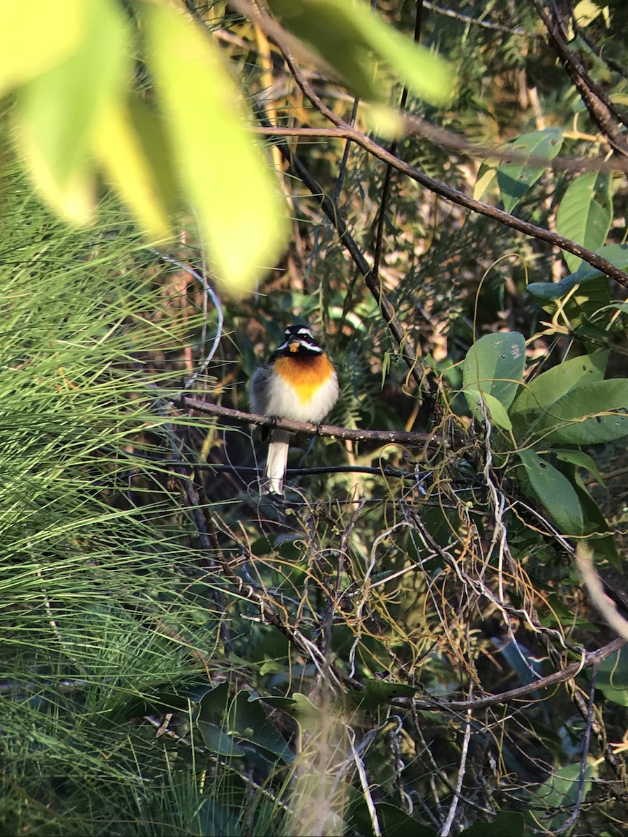 Western Spindalis - ML175841241