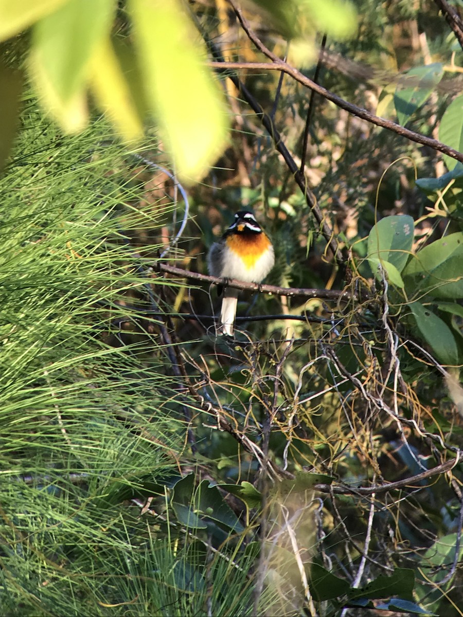 Western Spindalis - ML175841251