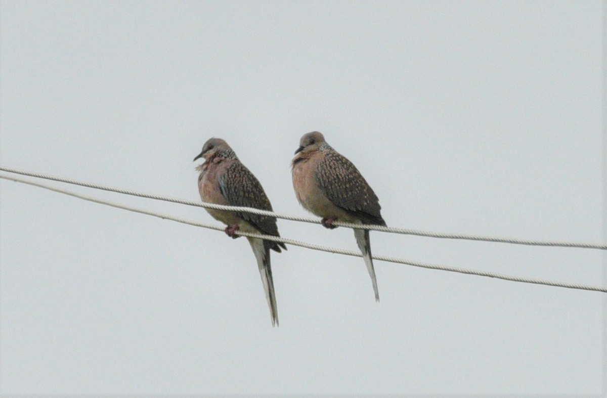 Spotted Dove - ML175844141