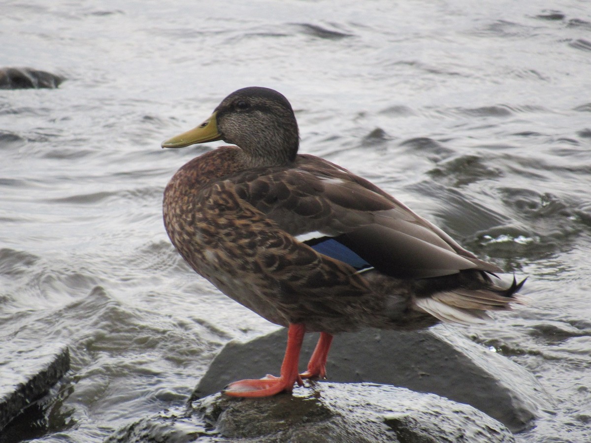 Mallard - ML175844371