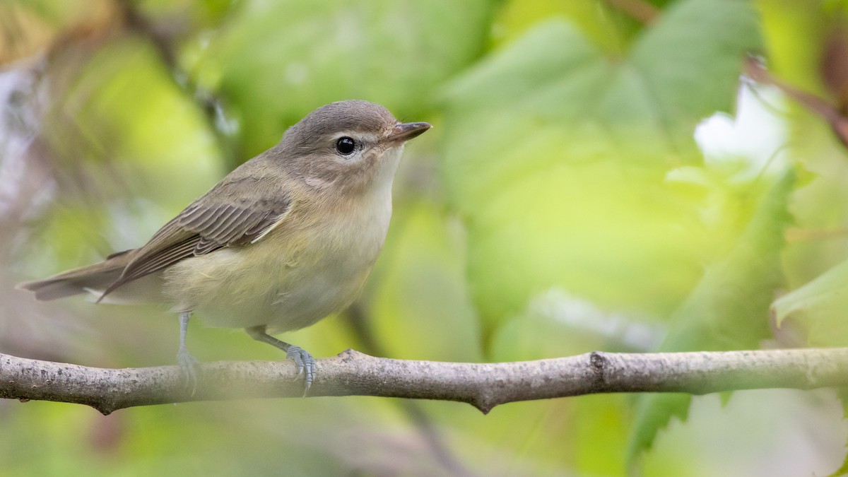 Eastern Warbling Vireo - Max McCarthy