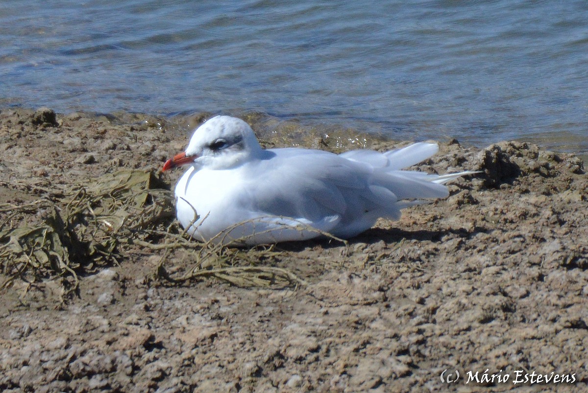 Gaviota Cabecinegra - ML175846341