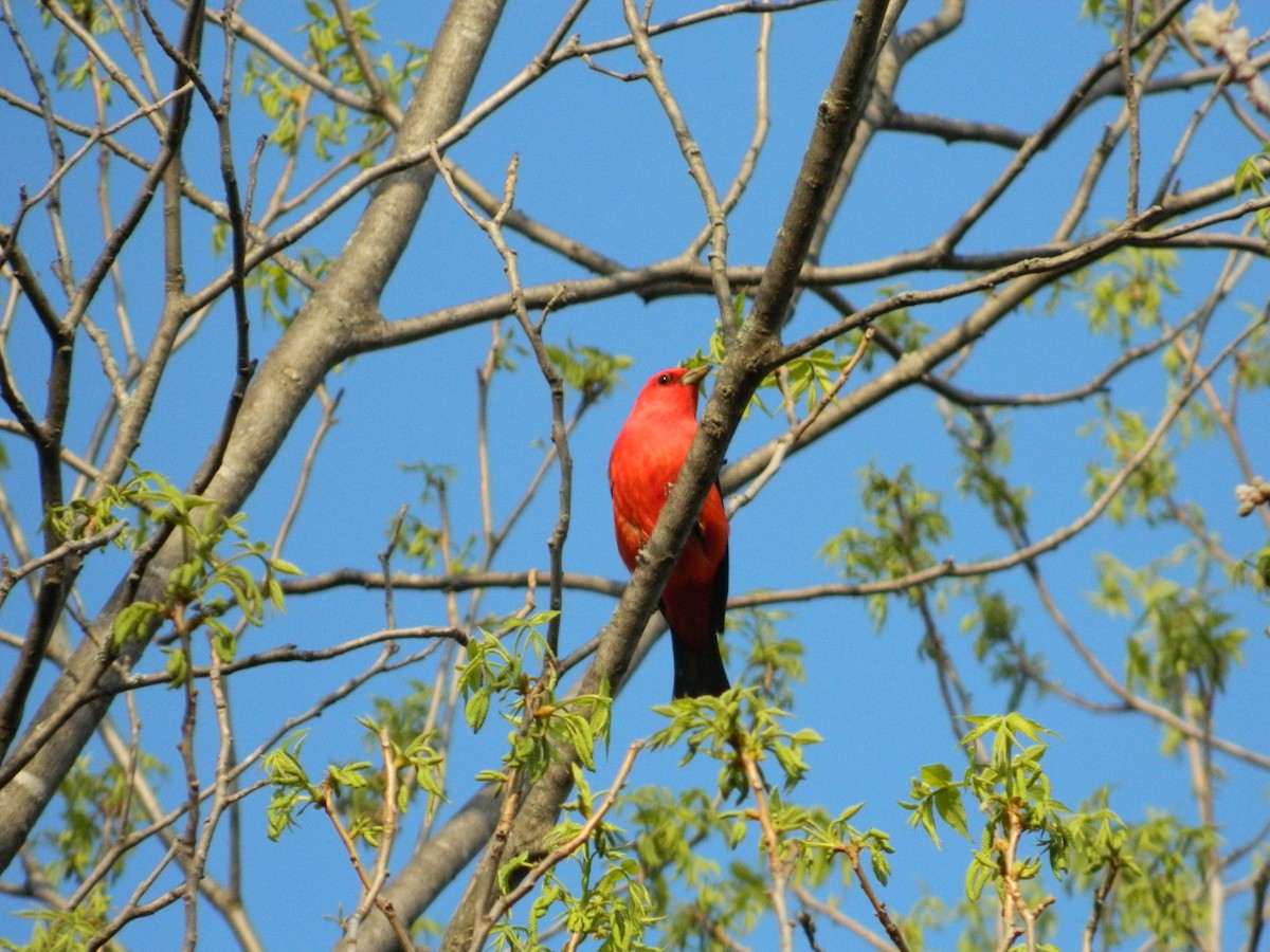 Scarlet Tanager - ML175847231