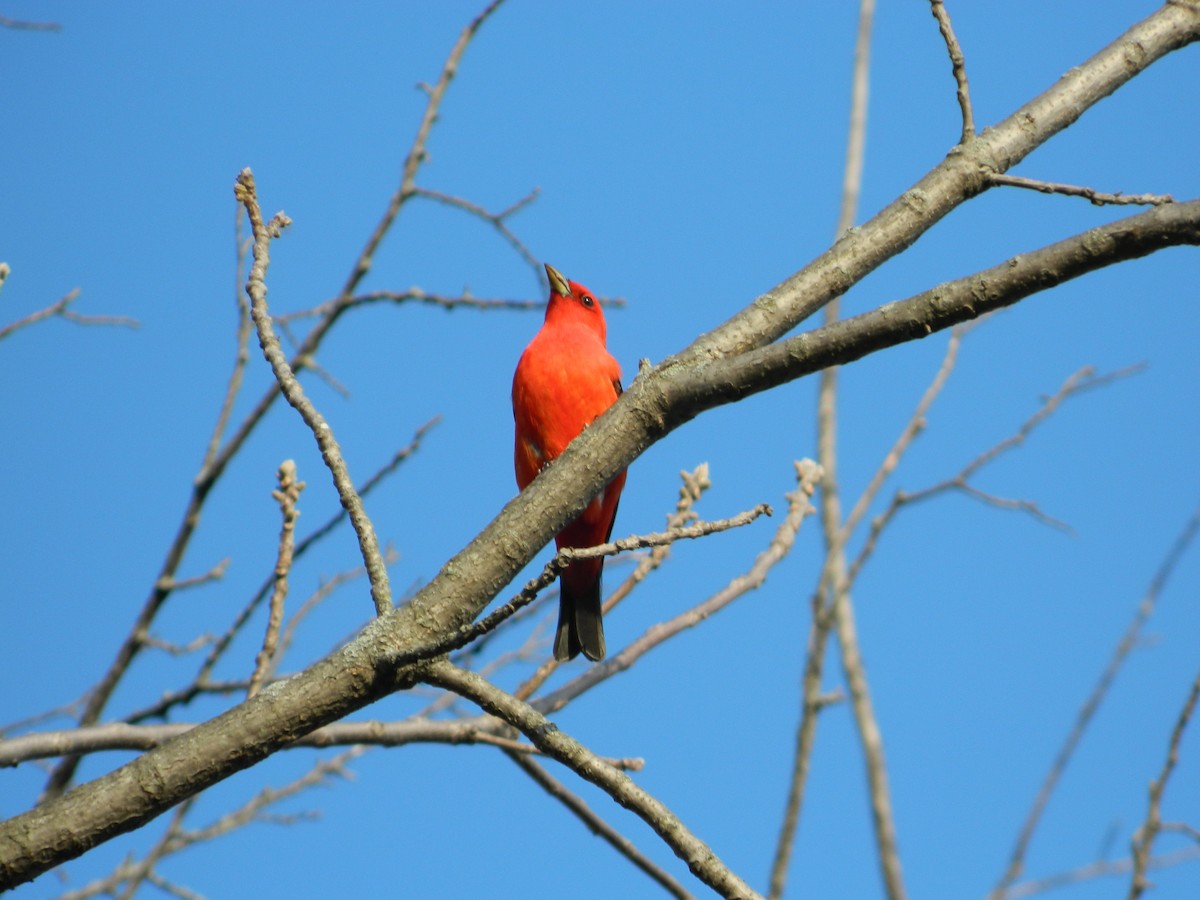 Scarlet Tanager - ML175847261