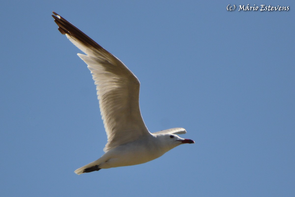 Audouin's Gull - Mário Estevens