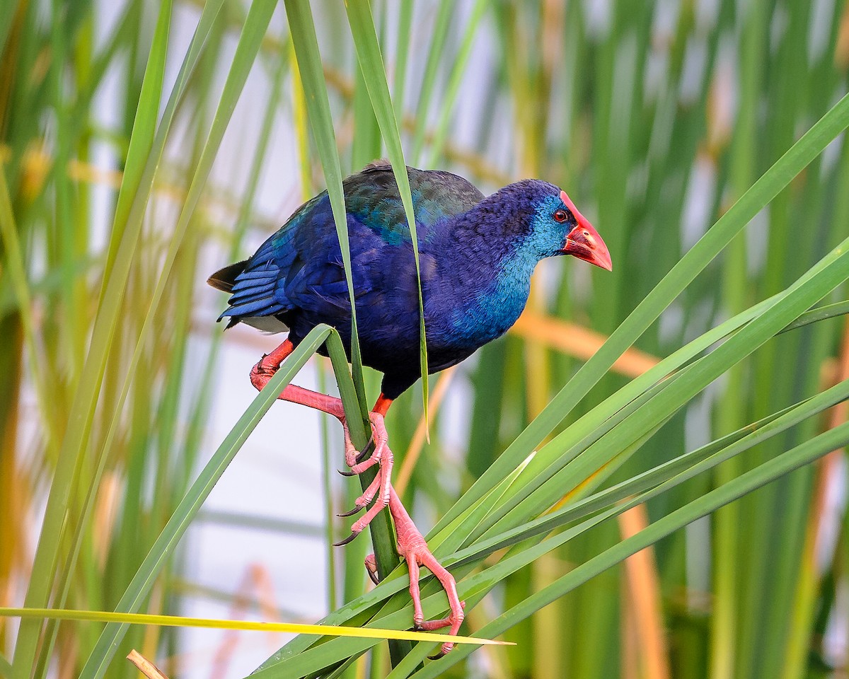 Afrika Sazhorozu - ML175848711