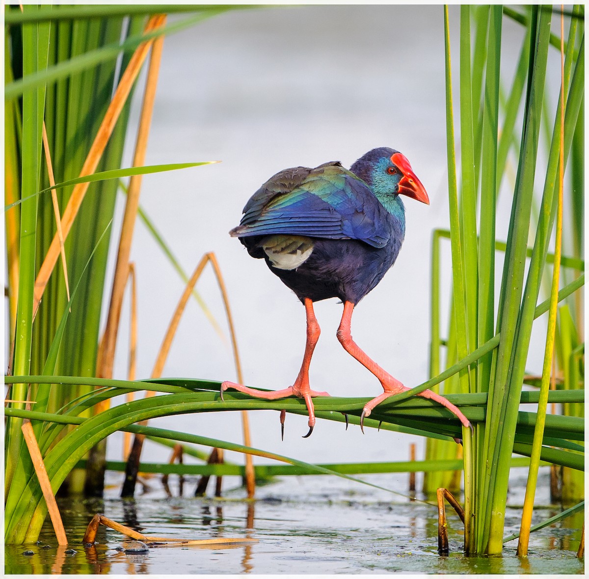 African Swamphen - ML175848721