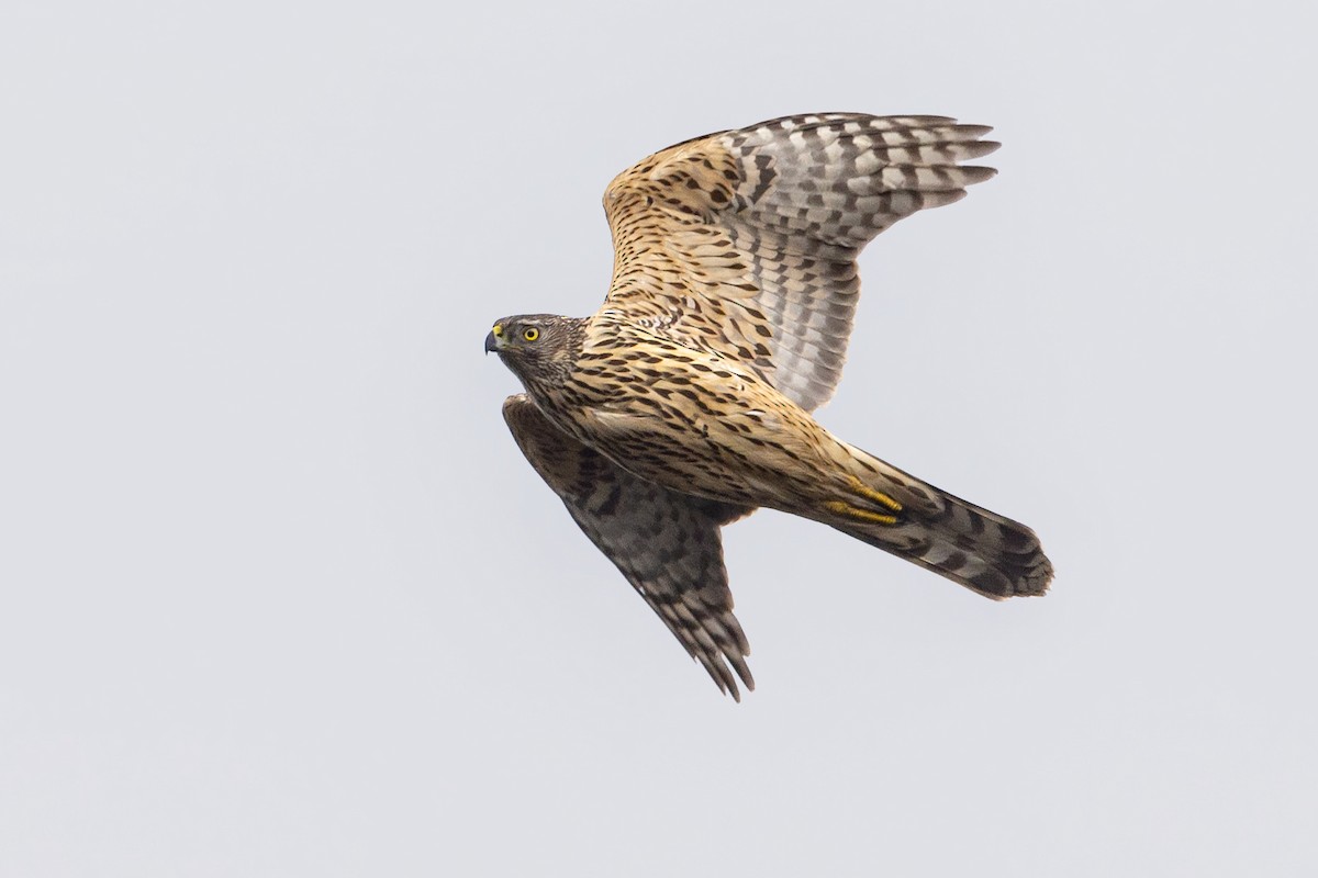 Eurasian Goshawk - Andy Butler