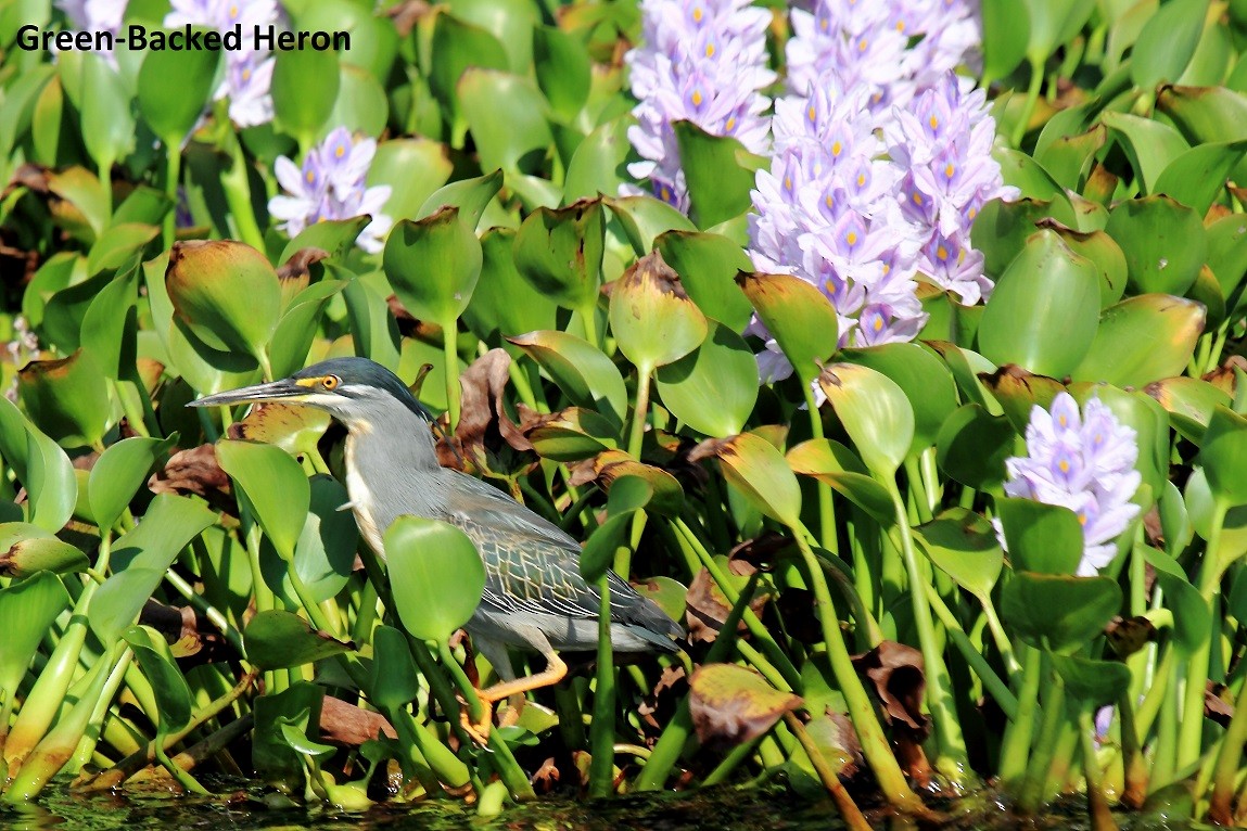 Striated Heron - ML175850701